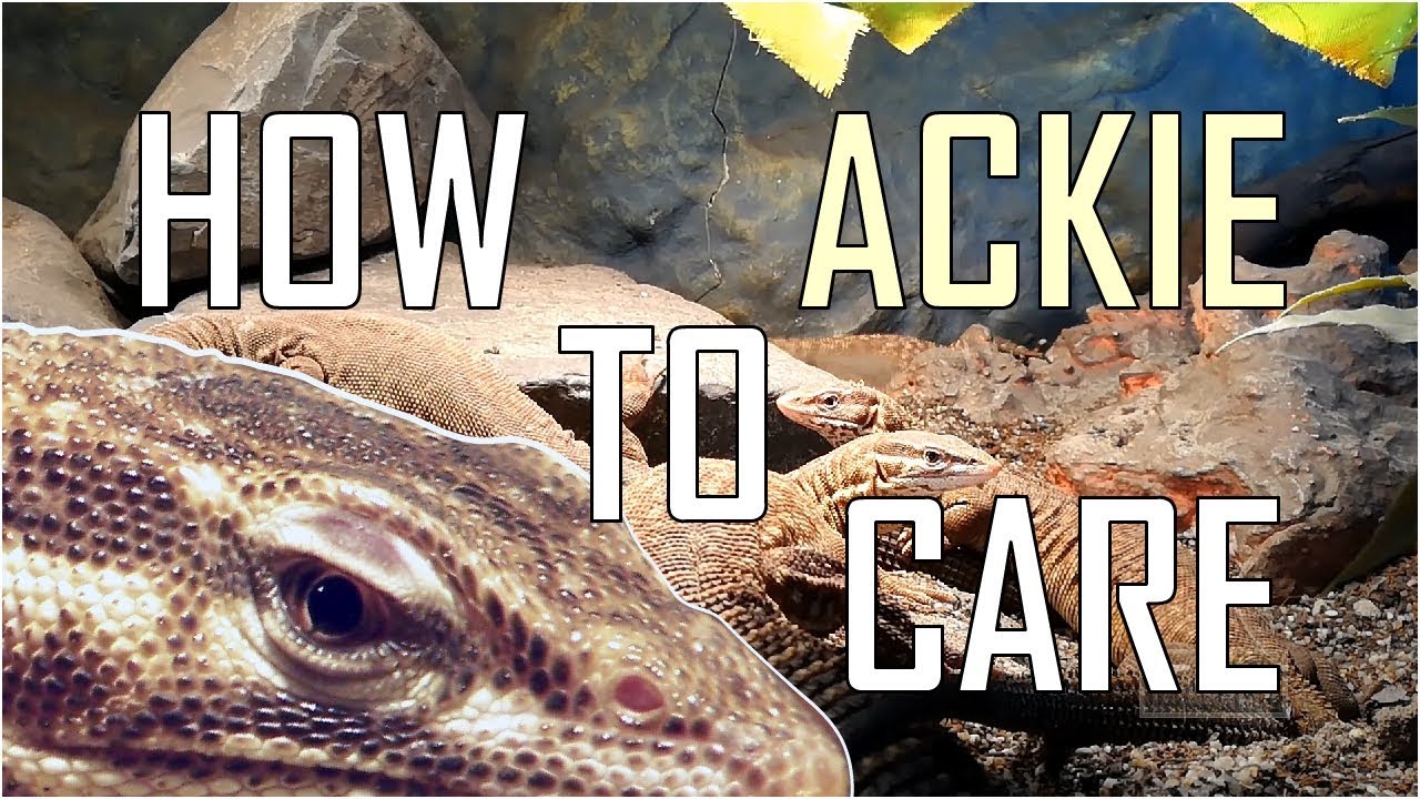 Ackie Monitor (Varanus Acanthurus) BASIC CARE - ProjectPet