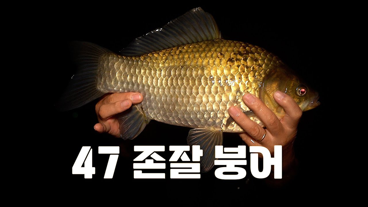 소야410 불빛하나 없는 소류지 짧은 대에서 나온 47cm