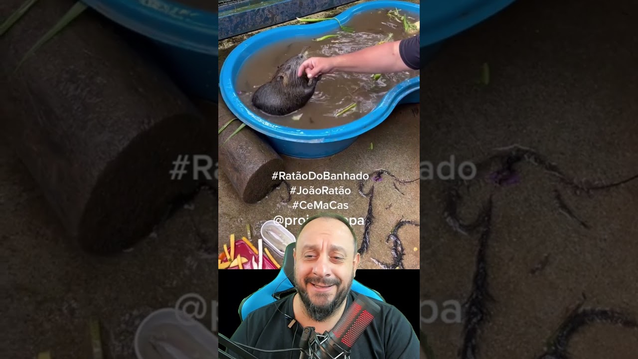 Rat&atilde;o do banhado faz um hadoken na perna da menina