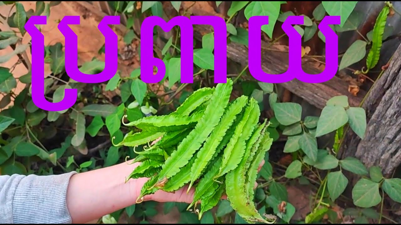 ប្រពាយផ្លៃច្រើន