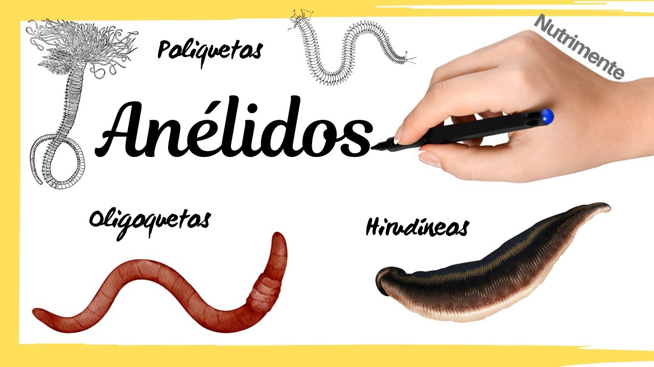 Filo Anélidos (Poliquetos, Oligoquetos e Hirudíneos)