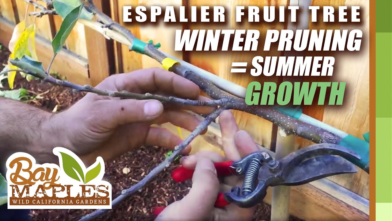 Espalier Fruit Tree Pruning Tips