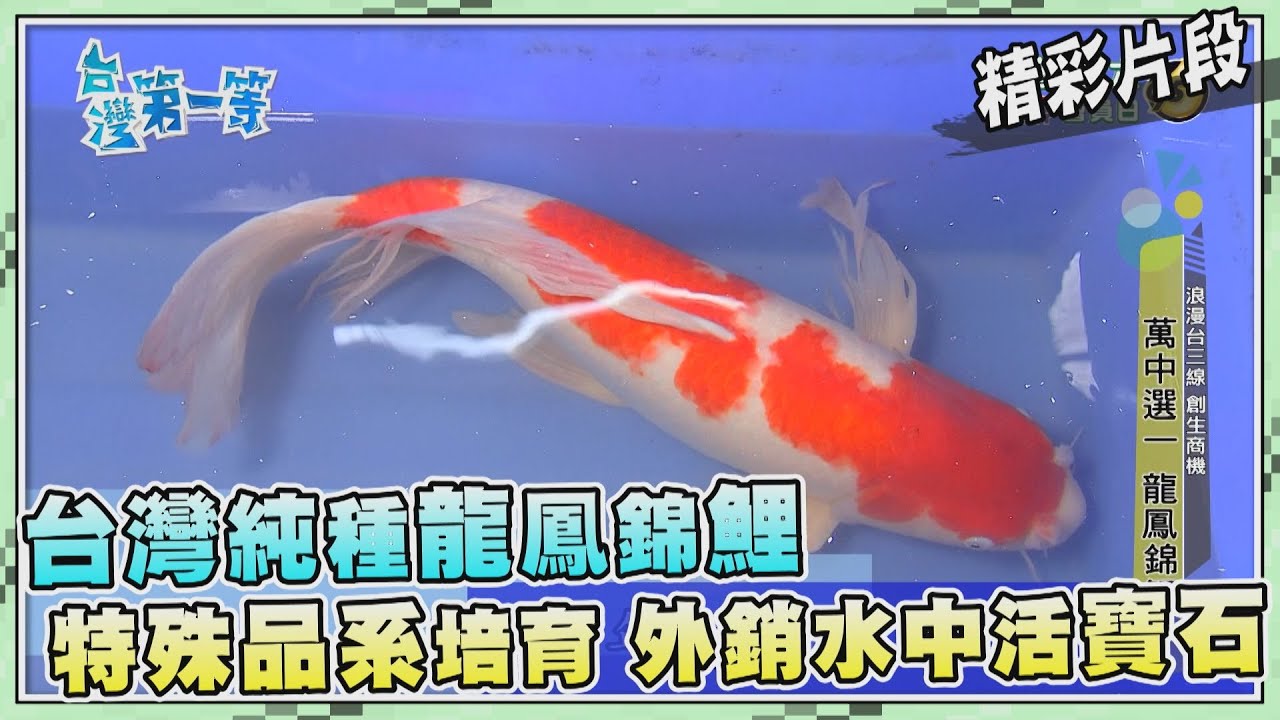台灣第一等【萬中選一龍鳳錦鯉 鑽石鱗的水中寶石魚】_490集精選版