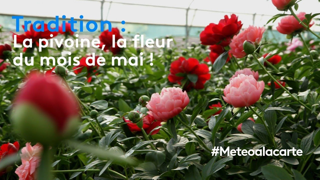 Tradition : la pivoine, la fleur du mois de mai !