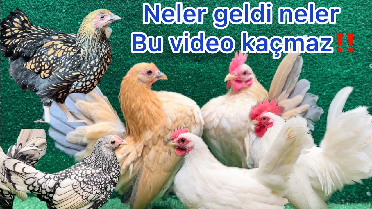 BU SÜS TAVUKLARI KAÇMAZ ‼️‼️ZİBRİT/ FİZAN/SERAMA/ CÜCE KOŞİN/ WYONDETTE/ JAPONESSE/HEPSİ SİZİN İÇİN 