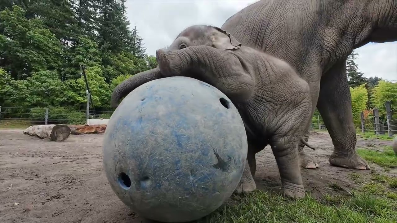 Baby Elephant Tula-Tu Turns One