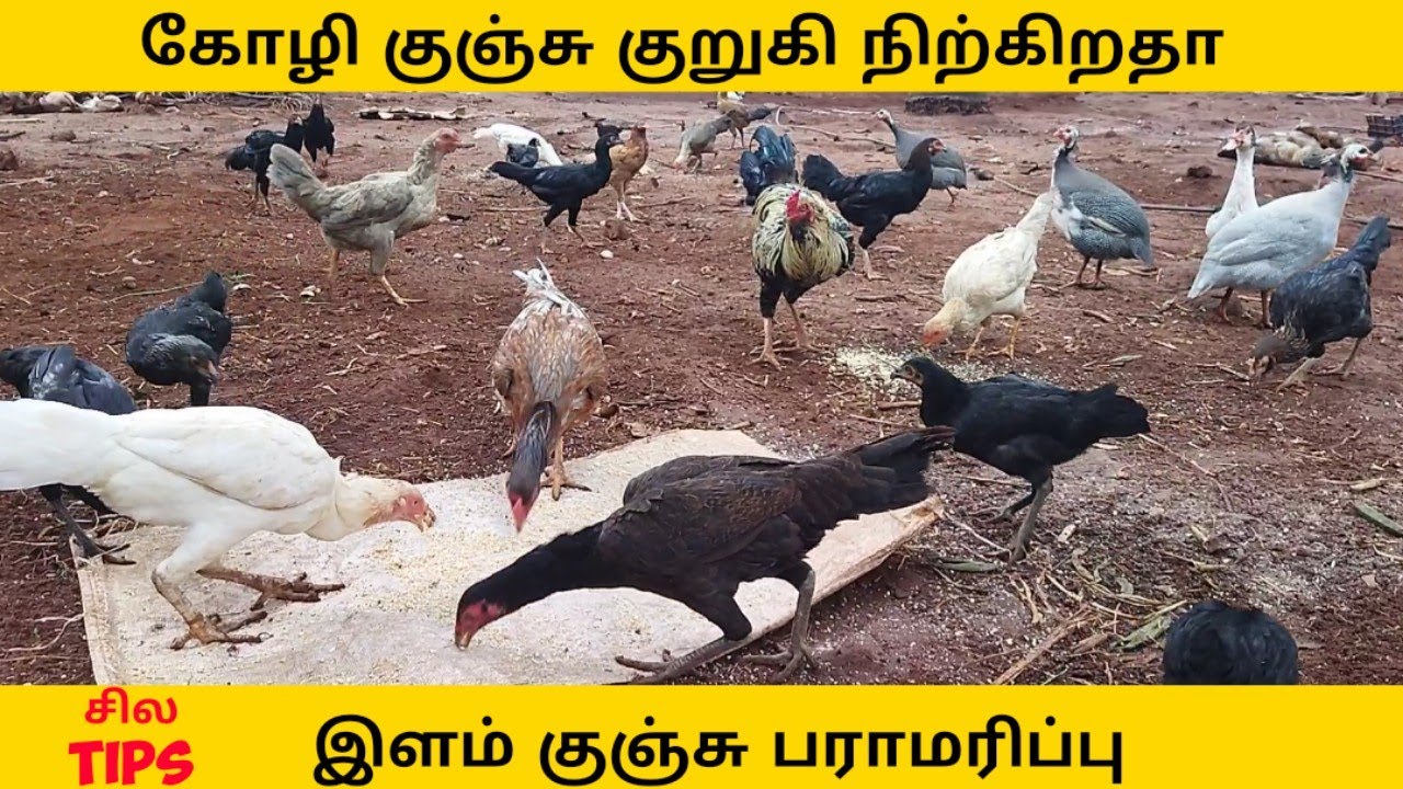 கோழி குஞ்சு குறுகி நிற்கிறதா| கோழி குஞ்சு வளர்ப்பு முறை