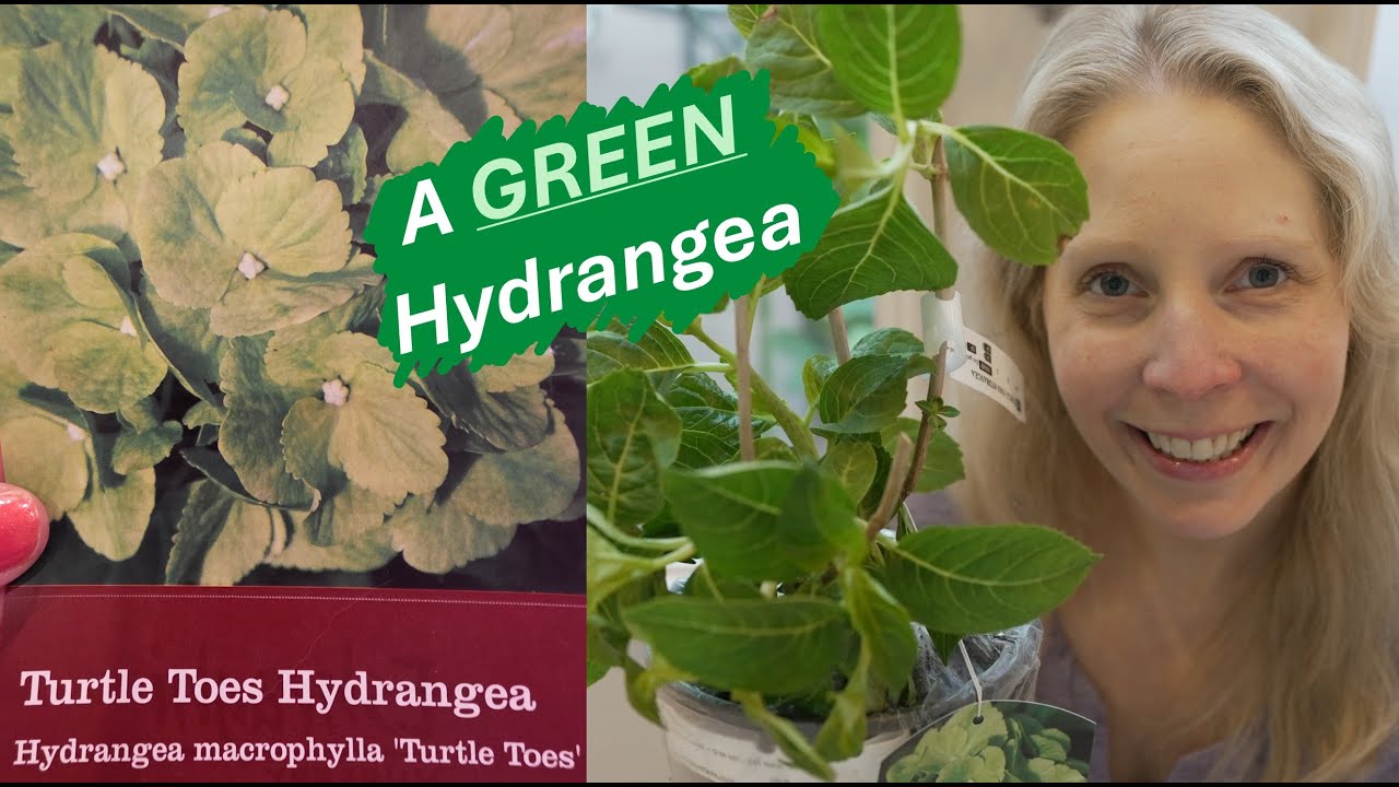 Turtle Toes Hydrangea Unboxing