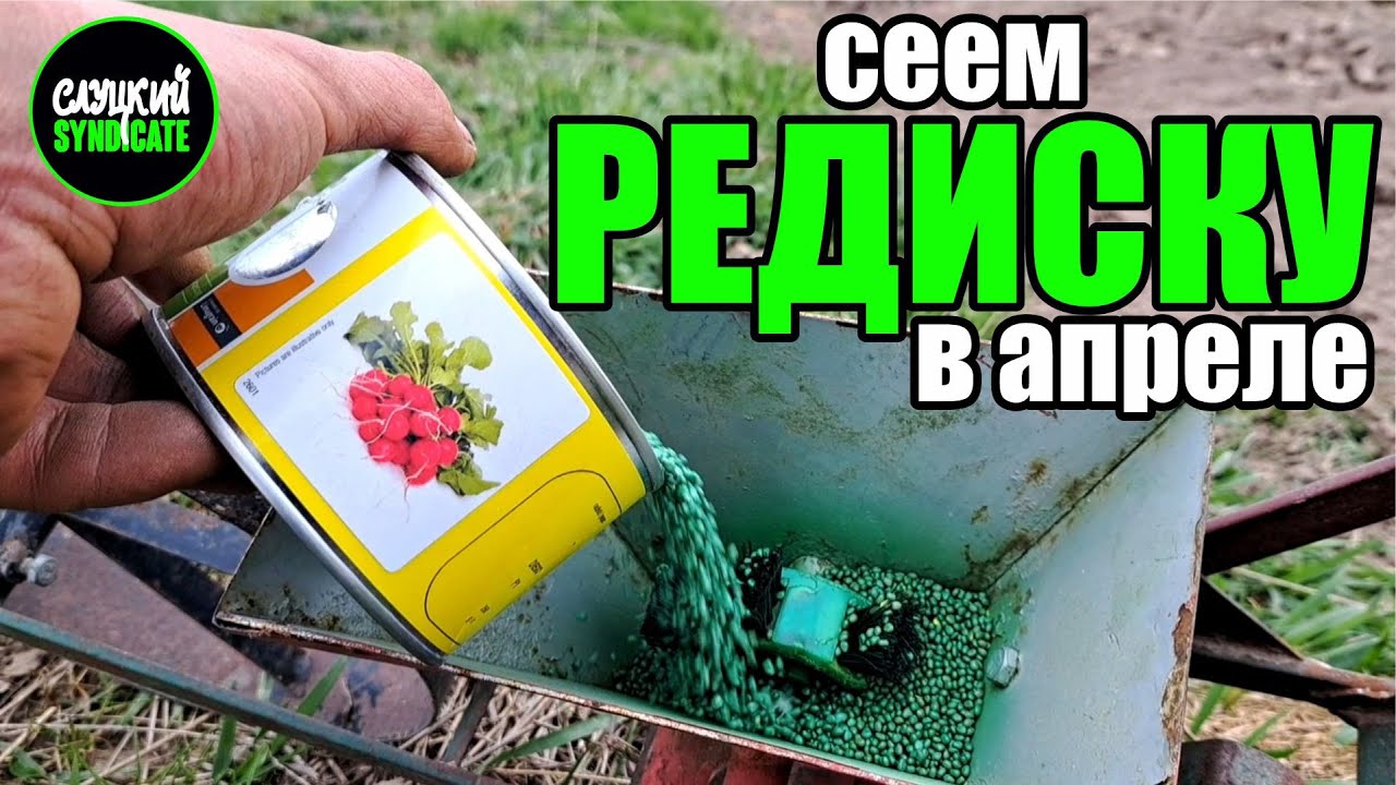 сеем РЕДИСКУ гибриды Аутелла и Мелито