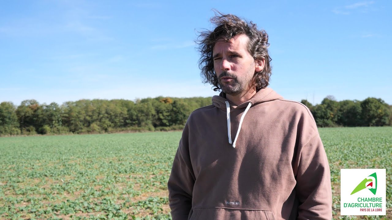 [ASSOPROTECT] Les avantages de l'implantation de colzas associés