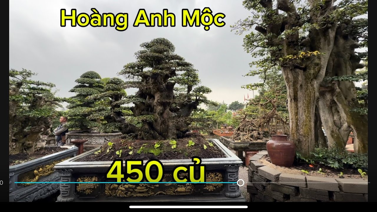 Giao Lưu ngọn Duối 450 củ và báo giá một số cây duối tại vườn .
