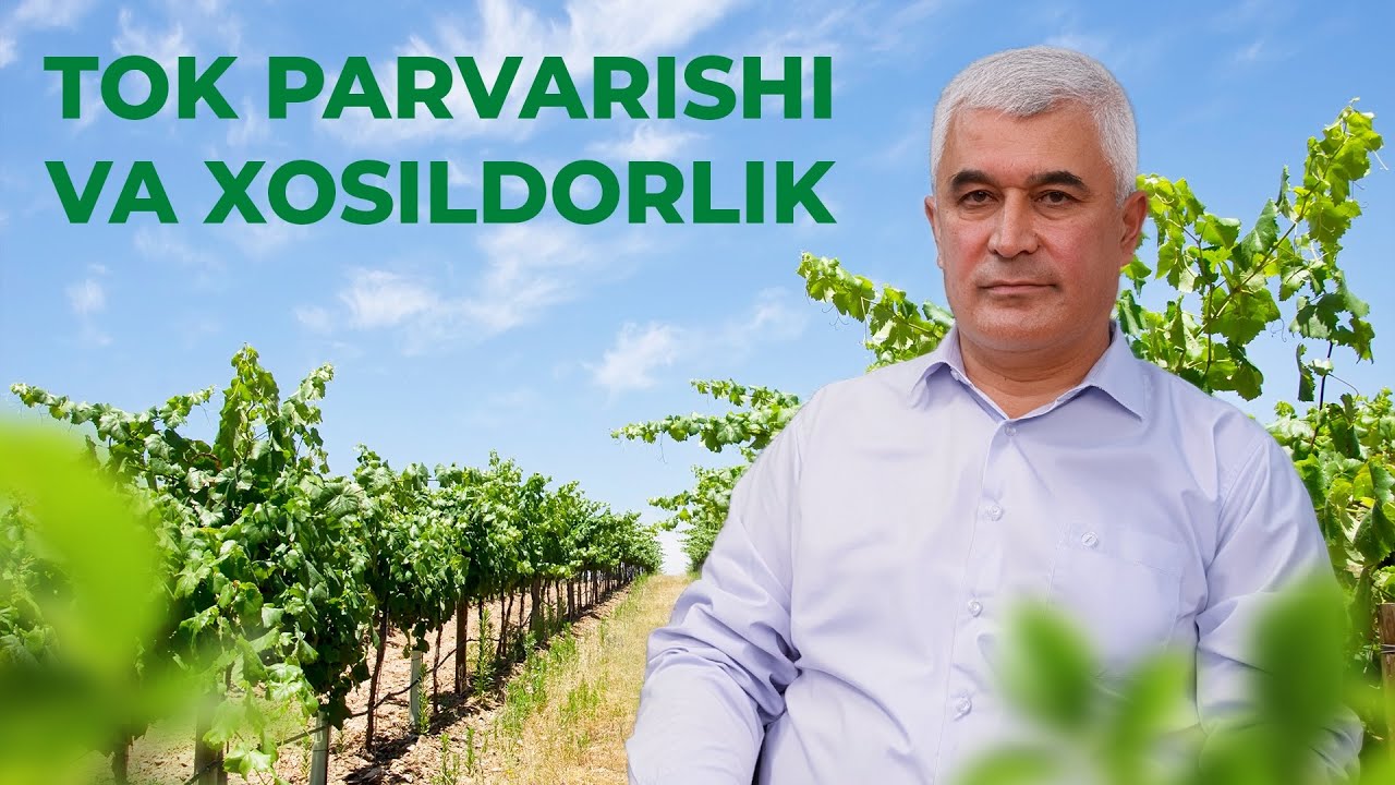 🌾 TOK va UZUMZOR PARVARISHINI.. 1-TUP UZUMDAN qancha XOSIL OLISH MUMKIN?