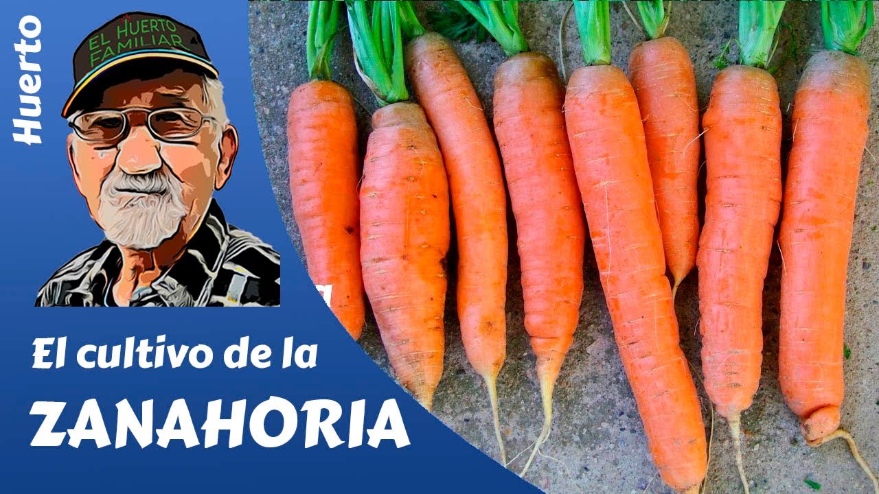 𝗭𝗔𝗡𝗔𝗛𝗢𝗥𝗜𝗔: КАК ВЫРАЩИВАТЬ И ВЫРАЩИВАТЬ МОРКОВЬ - КАК ВЫРАЩИВАТЬ МОРКОВЬ?