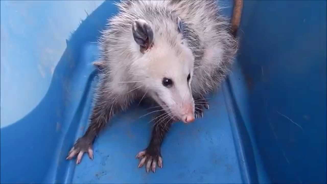 How aggressive are opossums?