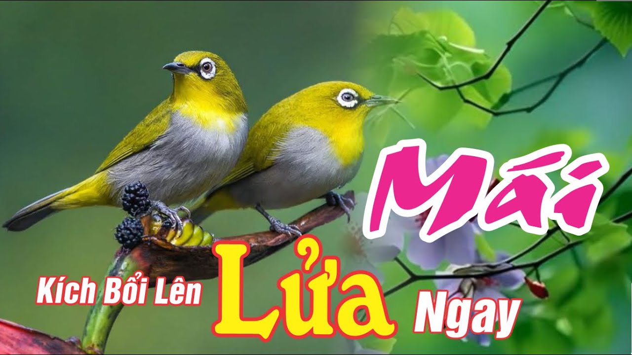 Khuy&ecirc;n M&aacute;i K&iacute;ch Trống Nhanh Căng Lửa - D&agrave;nh Cho Bổi Mới V&agrave; Bổi Mộc