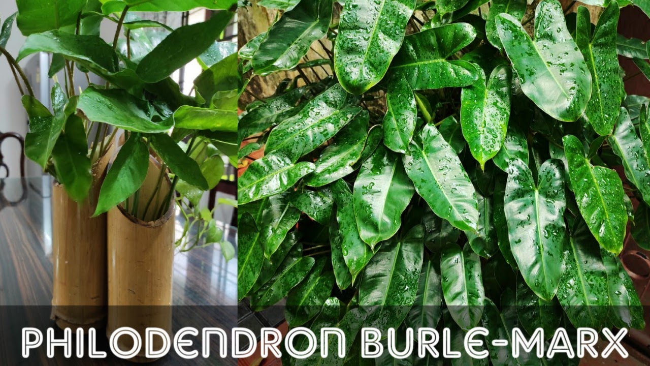 #Philodendron Burle Marx: Complete Care & Info 💚 My Green Heart-shaped Beauties 💚