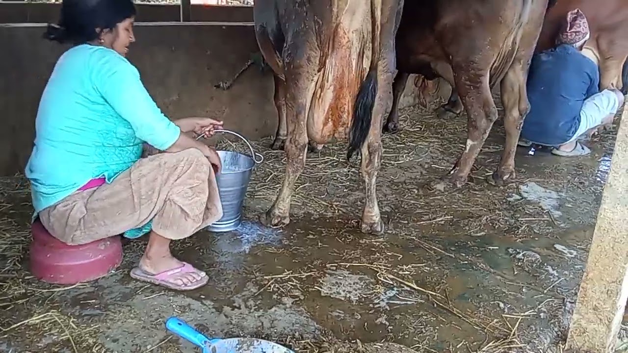 गाई फोम म एउटै गाई बाट 12 लिटर दूध उतपदान हुने रहिछ साथीहरू भिडियो पुरहेरिदुनु होला