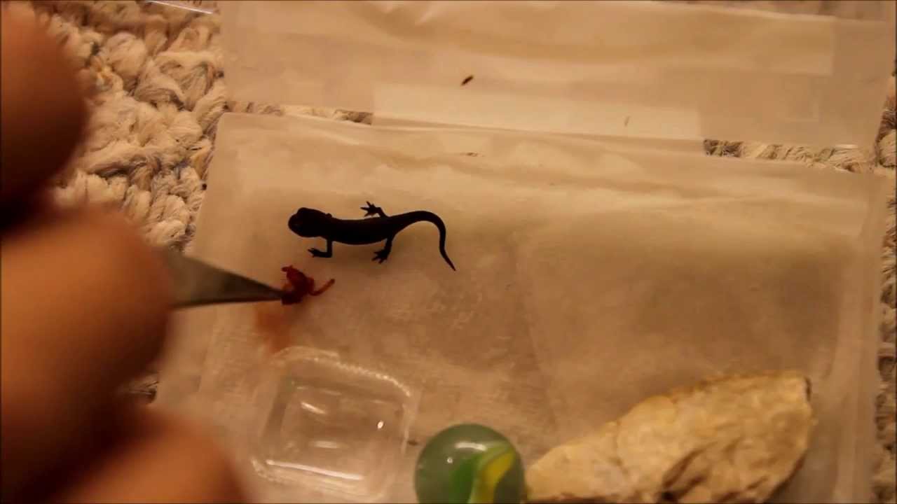 How To Get Your Stubborn Newt Eft To Eat