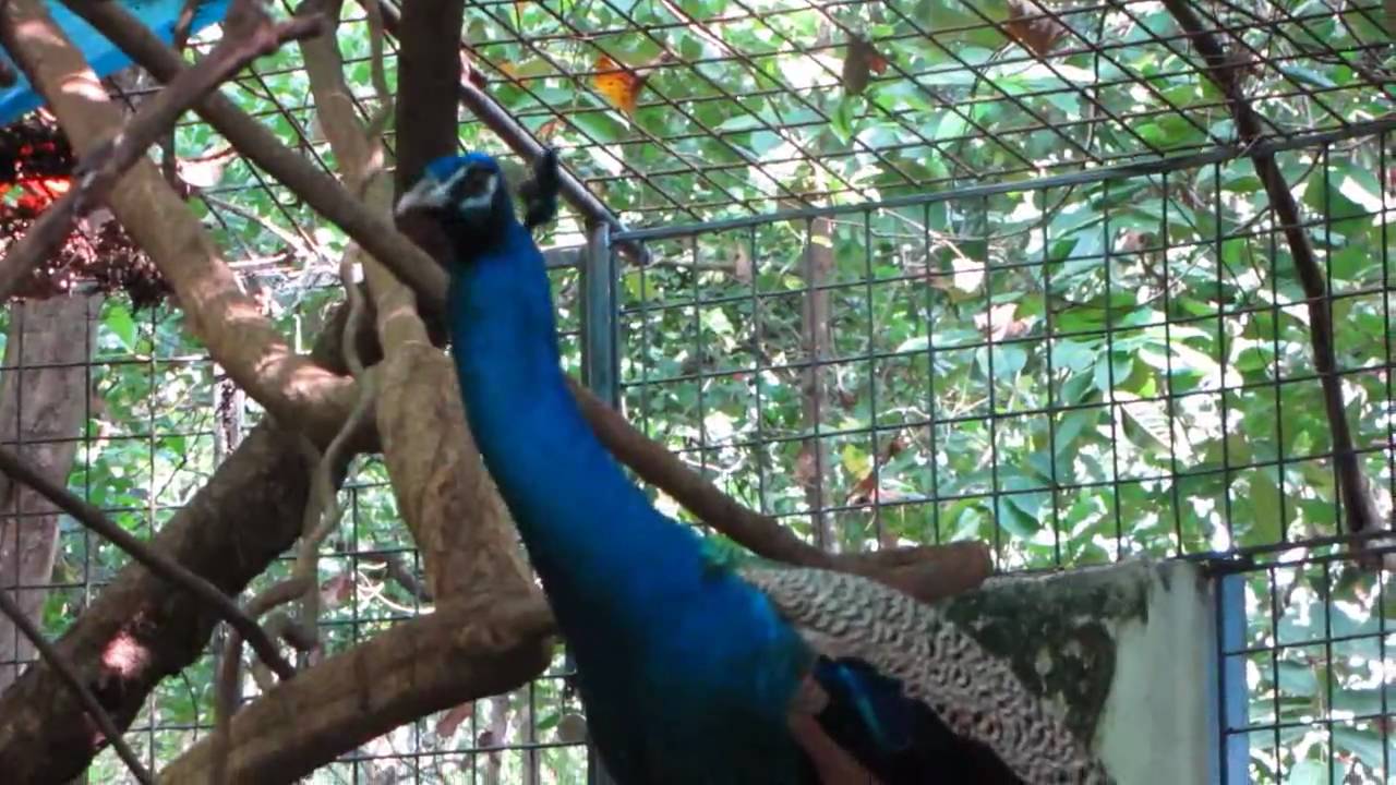 Parassinikadavu Snake Park