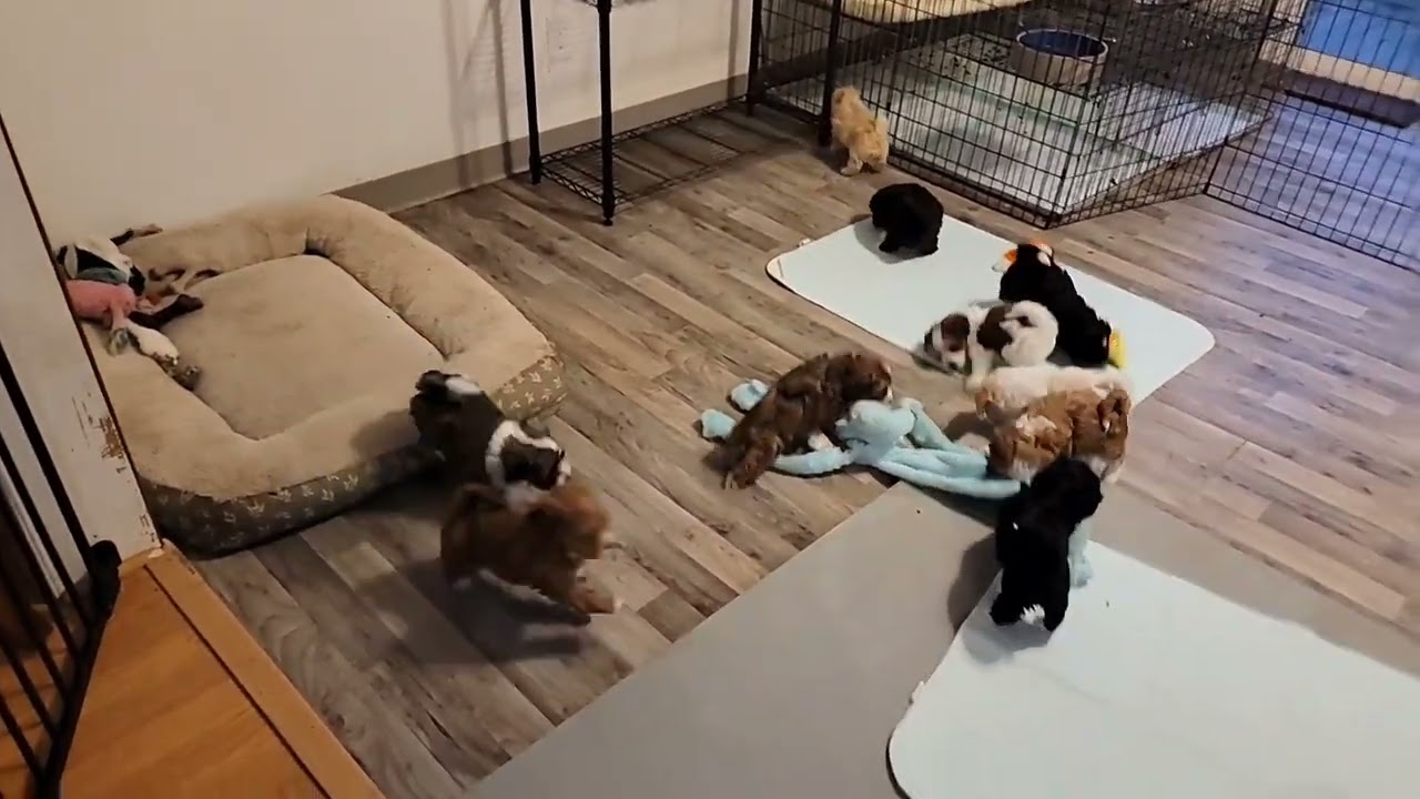 Havanese puppies 6 weeks old. Genie and Candy's litters.