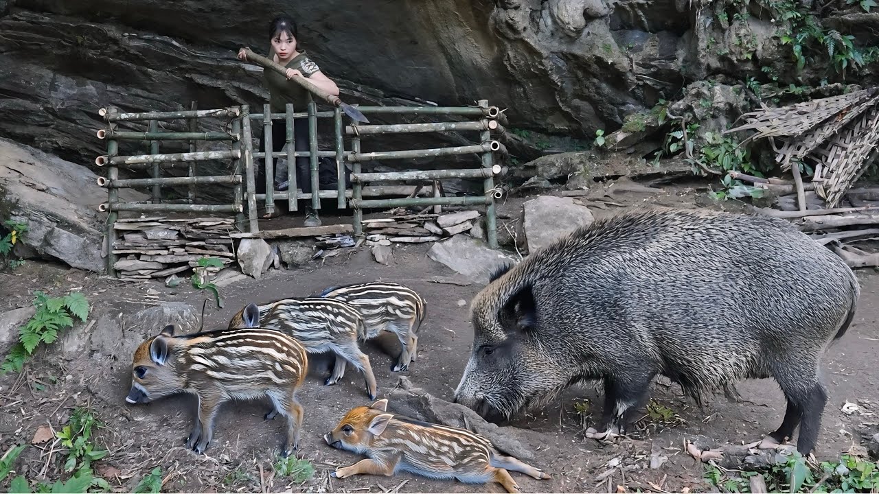 Moving to a wild new land – A tense confrontation with wild boars, survival alone