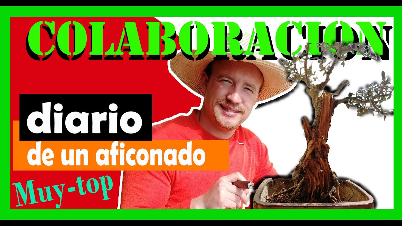 TRASPLANTE COMPLETO, Olivo con Miki! // FULL REPOTING Miki's Olive