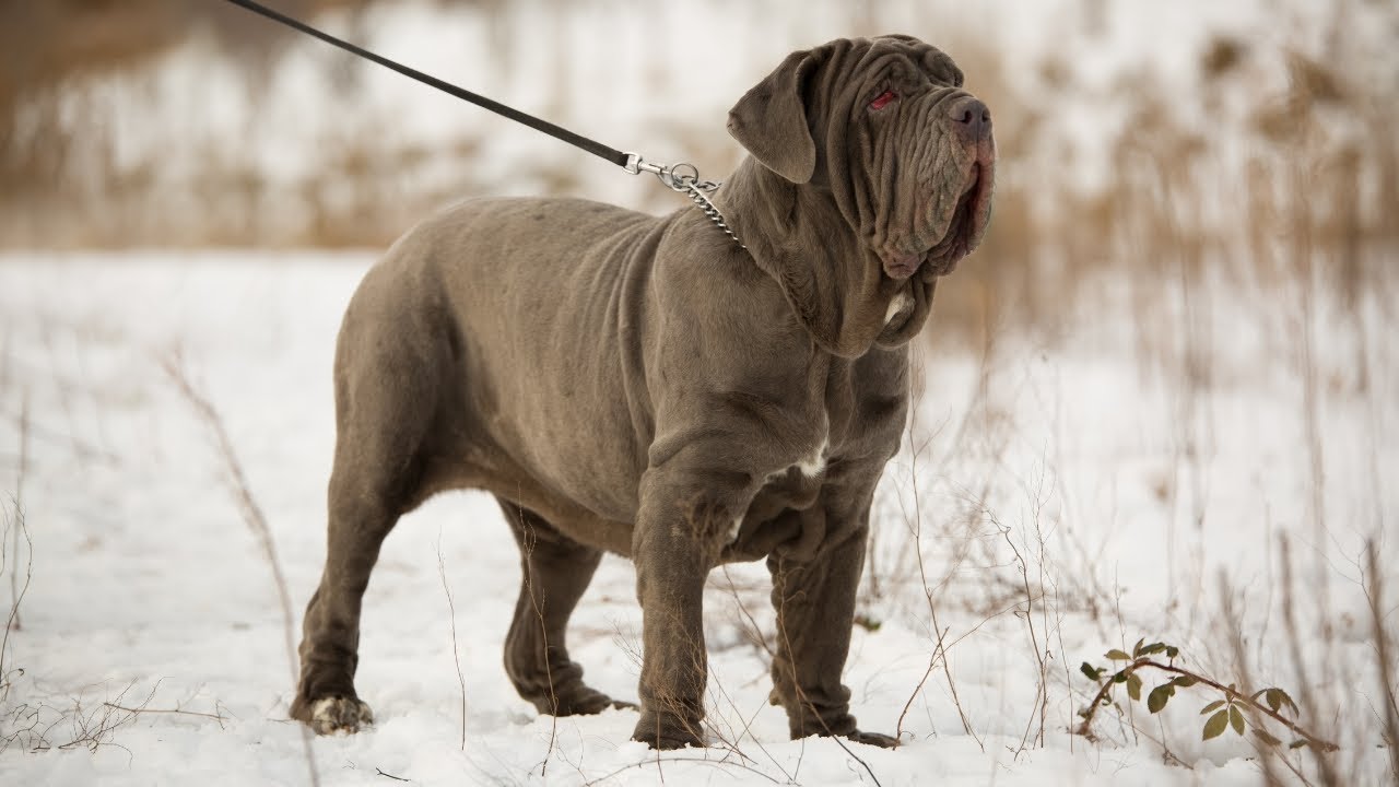 THE NEAPOLITAN MASTIFF - STRONG & FIERCE GUARD DOG? Mastino Napoletano