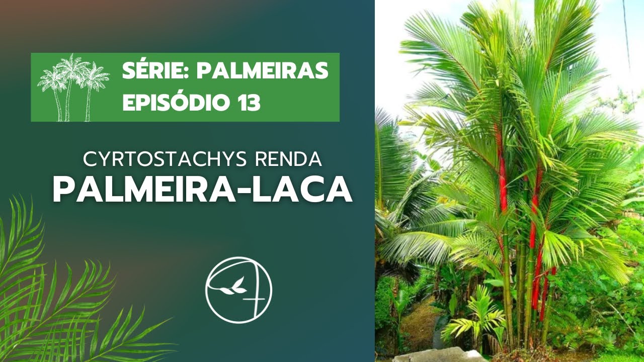 PALMEIRA-LACA, uma atração para os jardins!