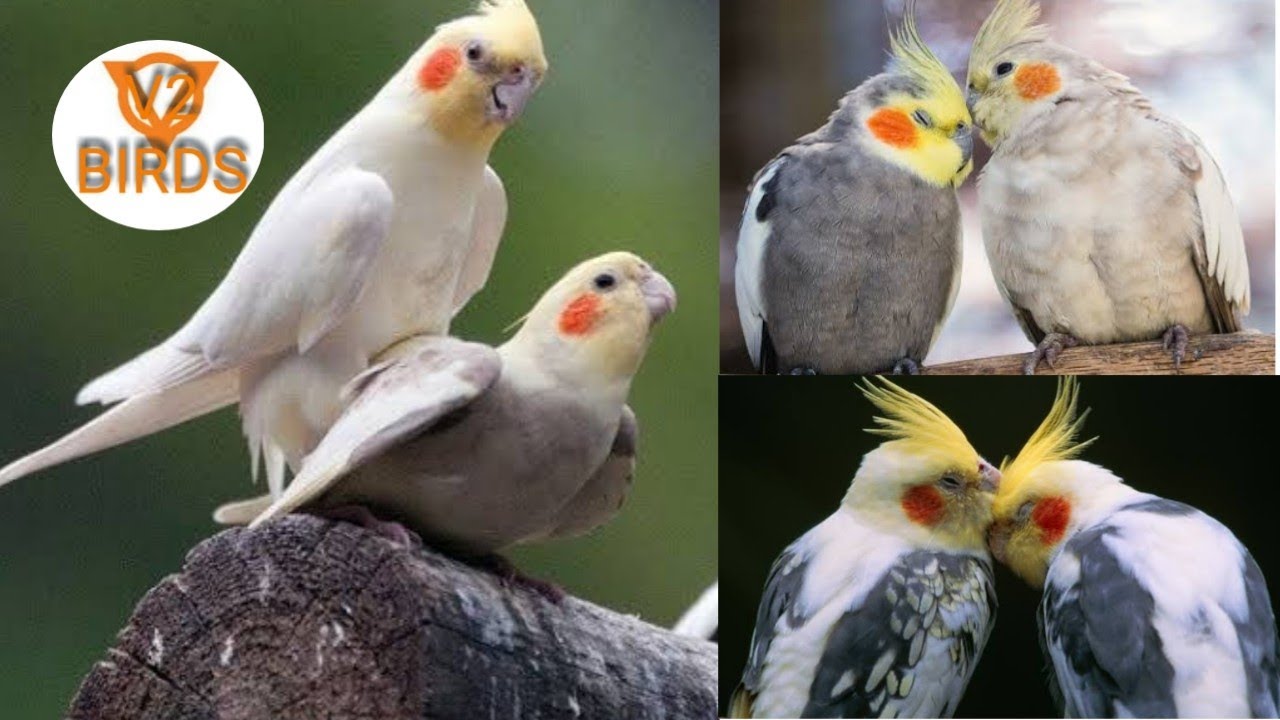 How to Pair a cockatiel birds in one week | easy method for cockatiel pairing in tamil | V2BIRDS |
