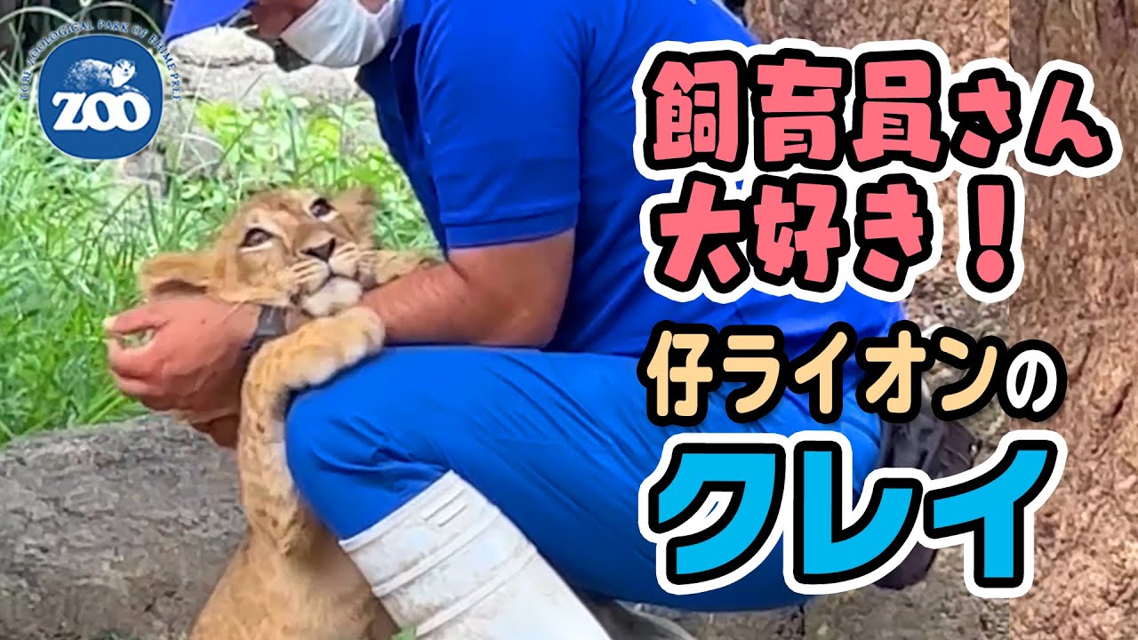 【とべ動物園】飼育員さん大好き！元気いっぱい仔ライオンのクレイ🦁[Tobe zoo] The lion cub, Clay.