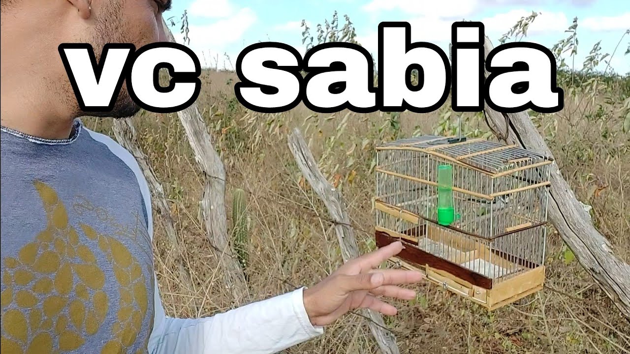 dicas para seu golinha perder o medo de vc