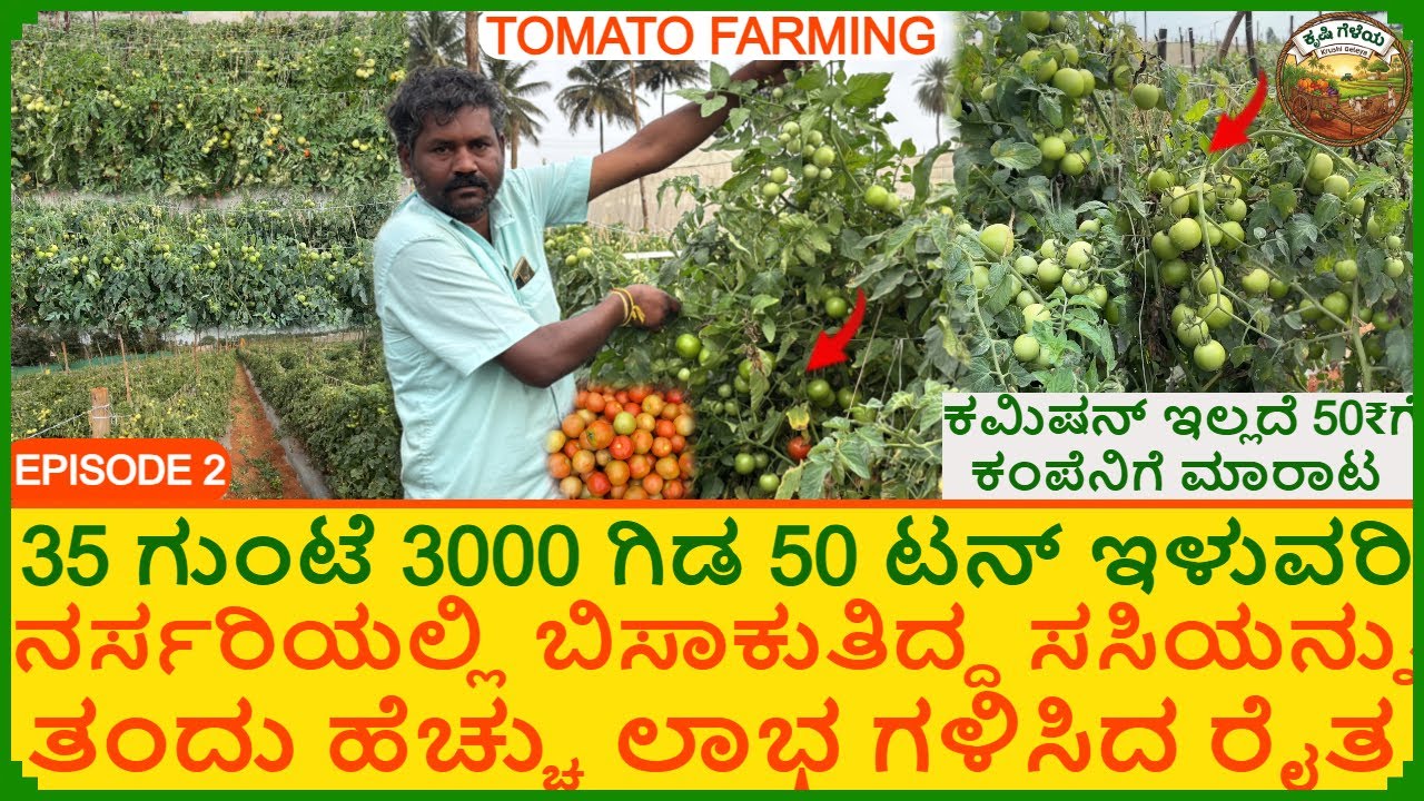 ನರ್ಸರಿಯಲ್ಲಿ ಬಿಸಾಕುತಿದ್ದ ಟೊಮೇಟೊ ಸಸಿಯಲ್ಲಿ 7 ಲಕ್ಷ ಲಾಭ ಗಳಿಸಿದ ರೈತ | 12kg ಇಳುವರಿ ಒಂದು ಗಿಡದಲ್ಲಿ | Tomato