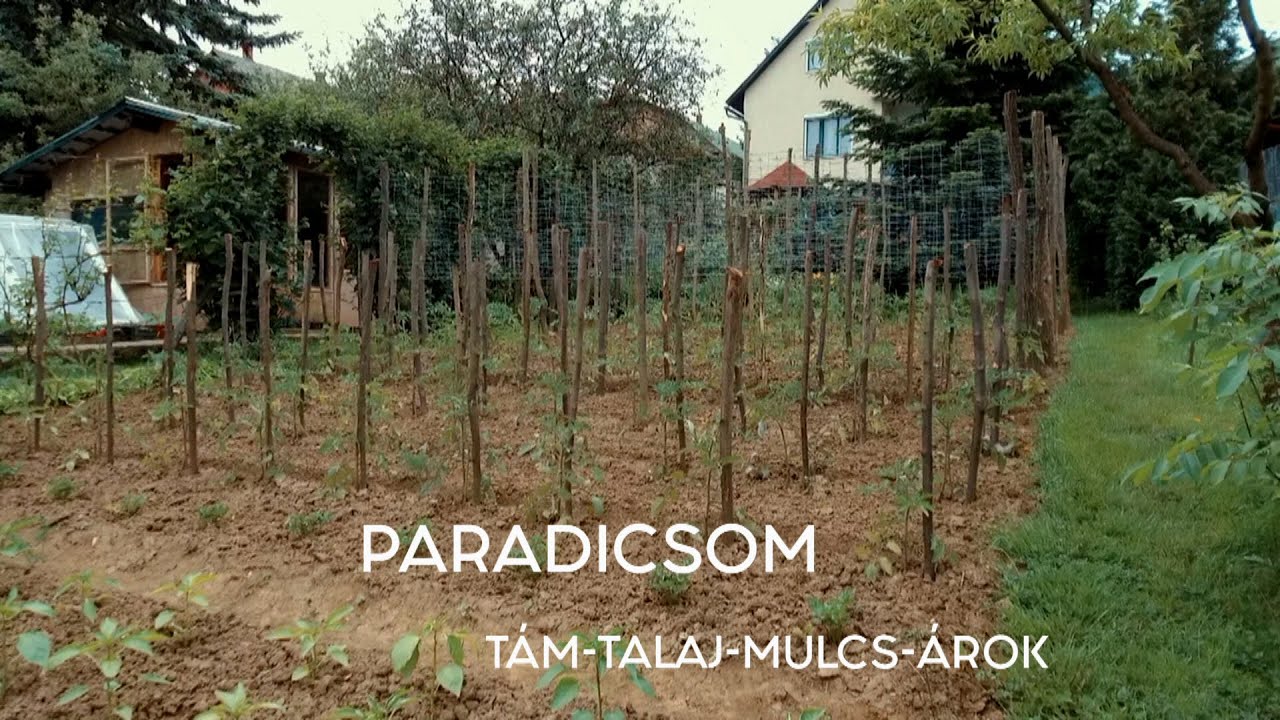 PARADICSOM – TÁM, TALAJ, MULCS, ÁROK - GOLDPERGER ANDRÁSSAL (FELIRAT/SUBTITLES)