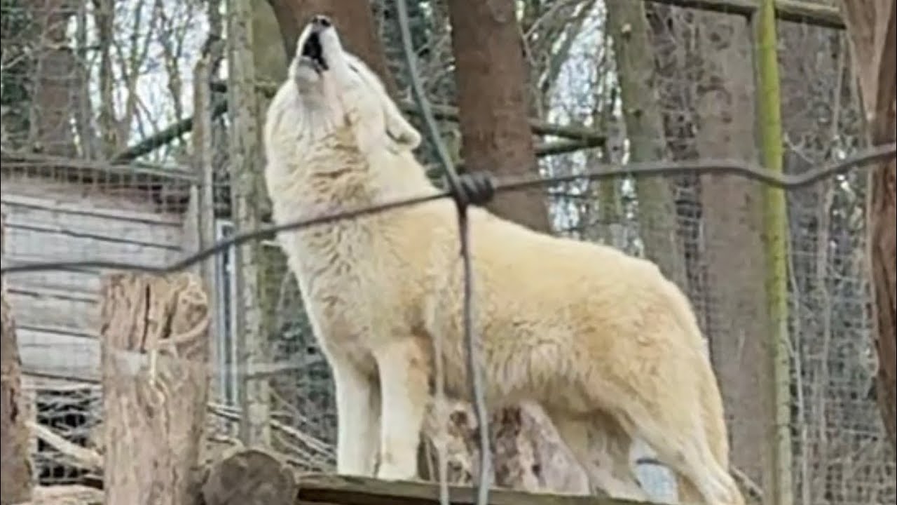 Dünyanın En Eski Hayvanat Bahçesinden bür gün Burada Hayvanlar Sarayda Yaşıyor! 🏰 | Schönbrunn Zoo 