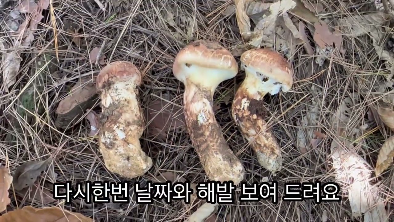 25년 11월 송이버섯 언제까지 나올까???
