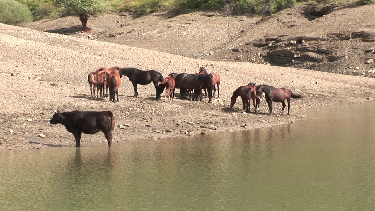 Cavalli selvaggi in Val d'Aveto