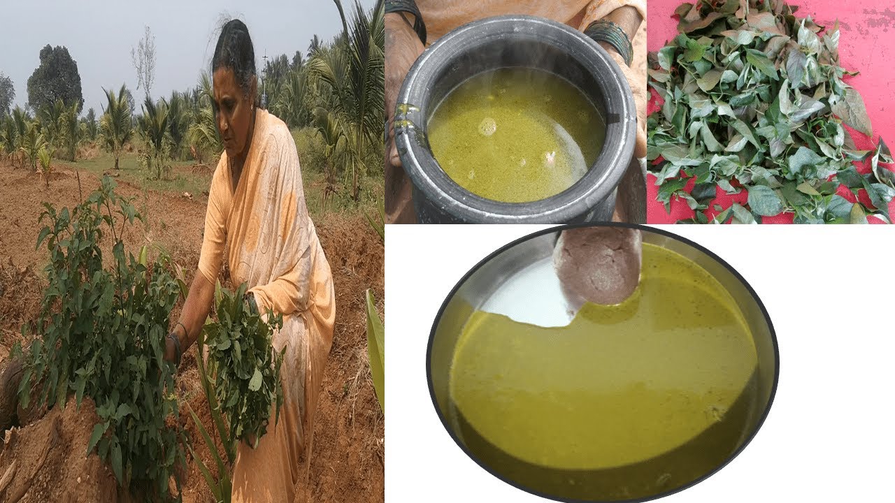 villagestylehealthysambar,ರಾಗಿ ಮುದ್ದೆ ಗಣಿಕೆಸೊಪ್ಪಿನ ಸಾರು|GardenNightshadecurry|village cooking |lunch