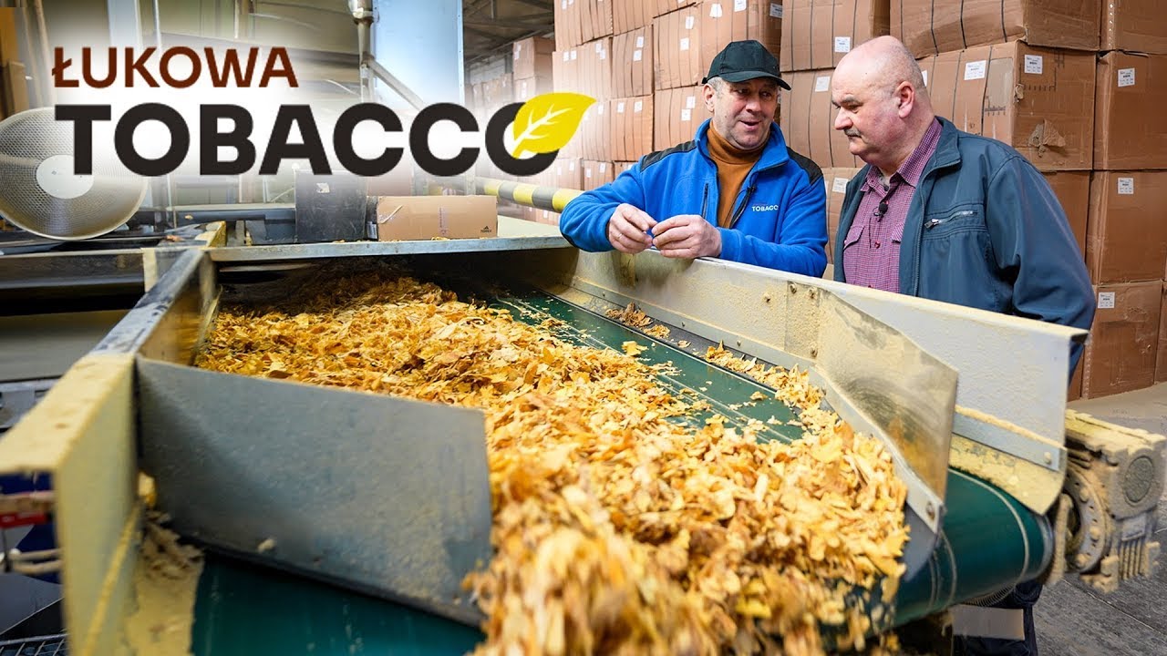 PRODUKCJA TYTONIU w FIRMIE ŁUKOWA TOBACCO