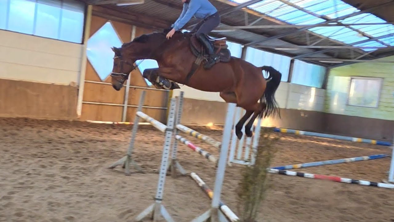 Vicky, 8j St. v. Vivant vd Heffinck x Balou du Rouet