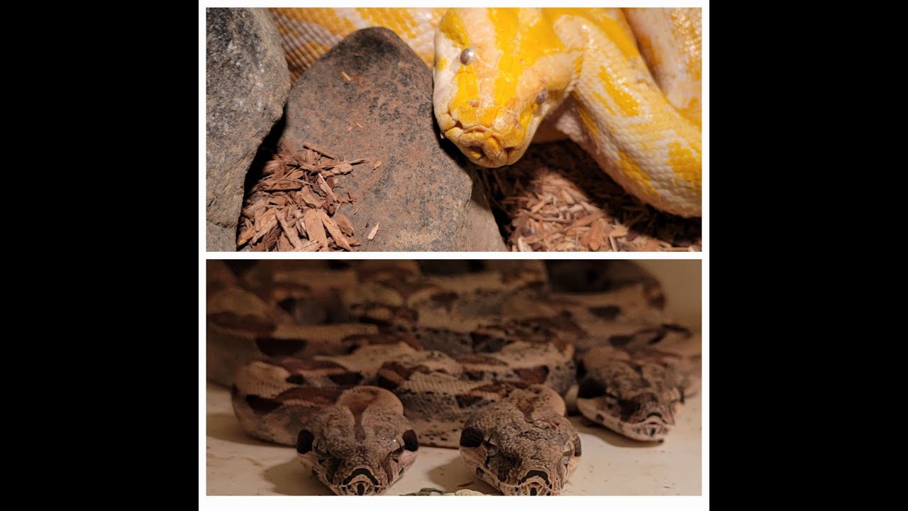 Can Pythons Get Boas Sick