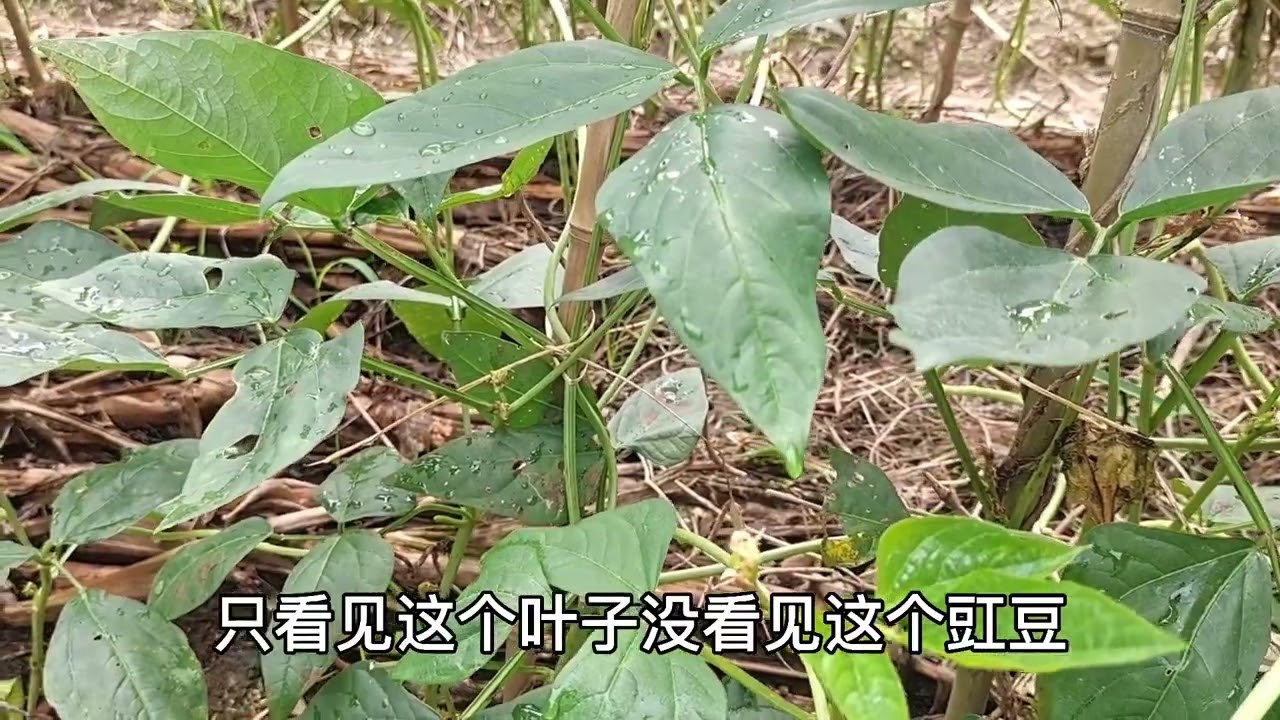种植豇豆选择好的品种，长到50以上长度很轻松，你种了吗？