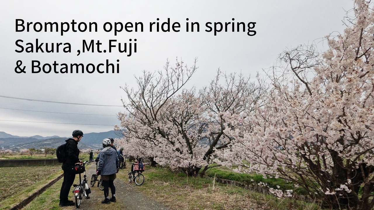 Brompton open ride in Spring： Sakura, Mt. Fuji & Botamochi 春めき桜と富士山、ぼたもち