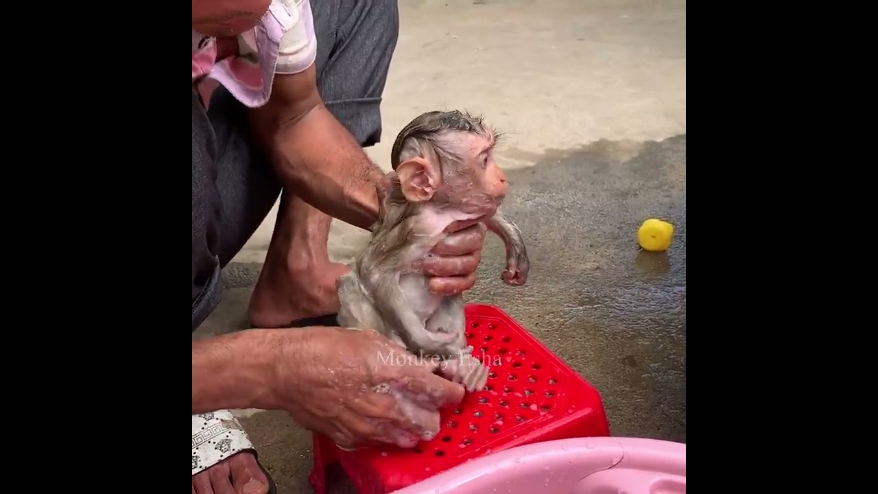 OMG !There is too much poops in baby monkey Sabi diaper even though Dad changed it often per day.