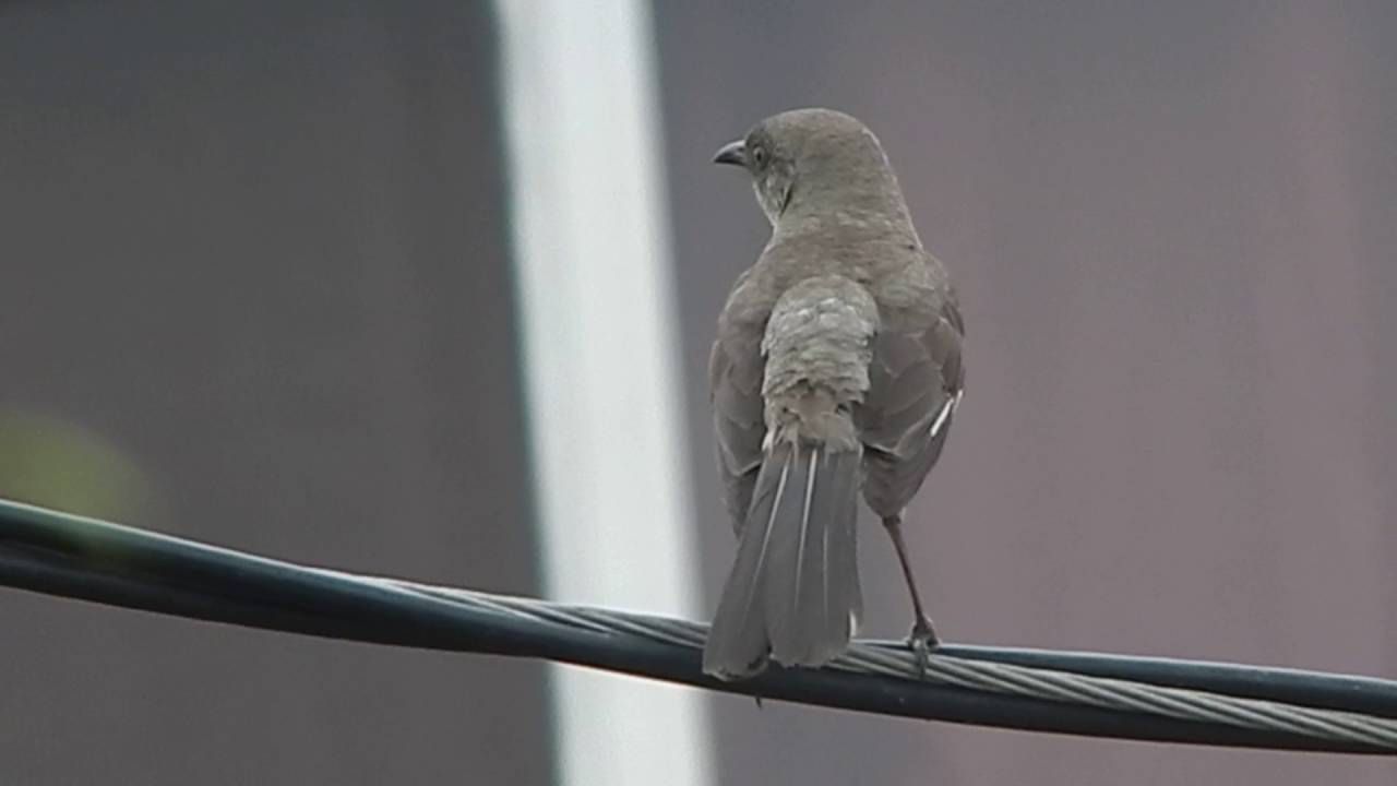 Mockingbird angry at cat then chipper