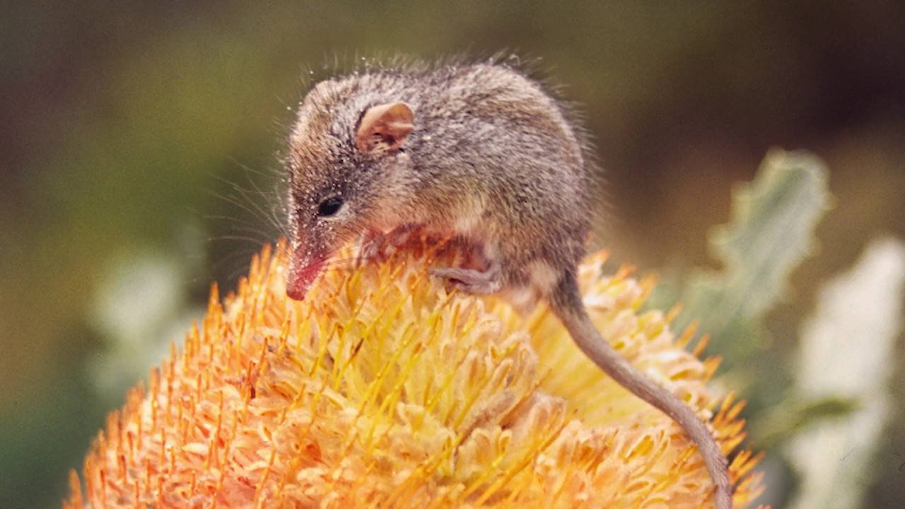 Saving Honey Possums (with Bush Heritage Australia)