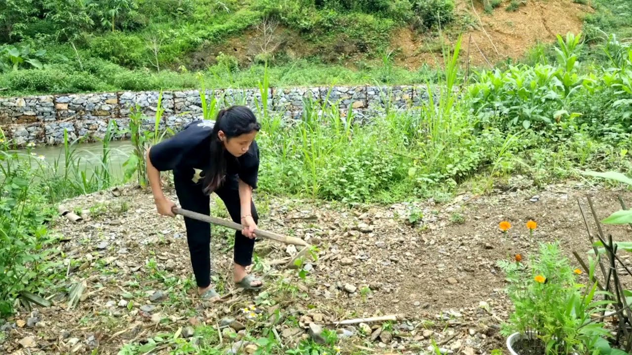 Harvest bamboo shoots and bananas to sell to earn money to buy clothes and build houses.