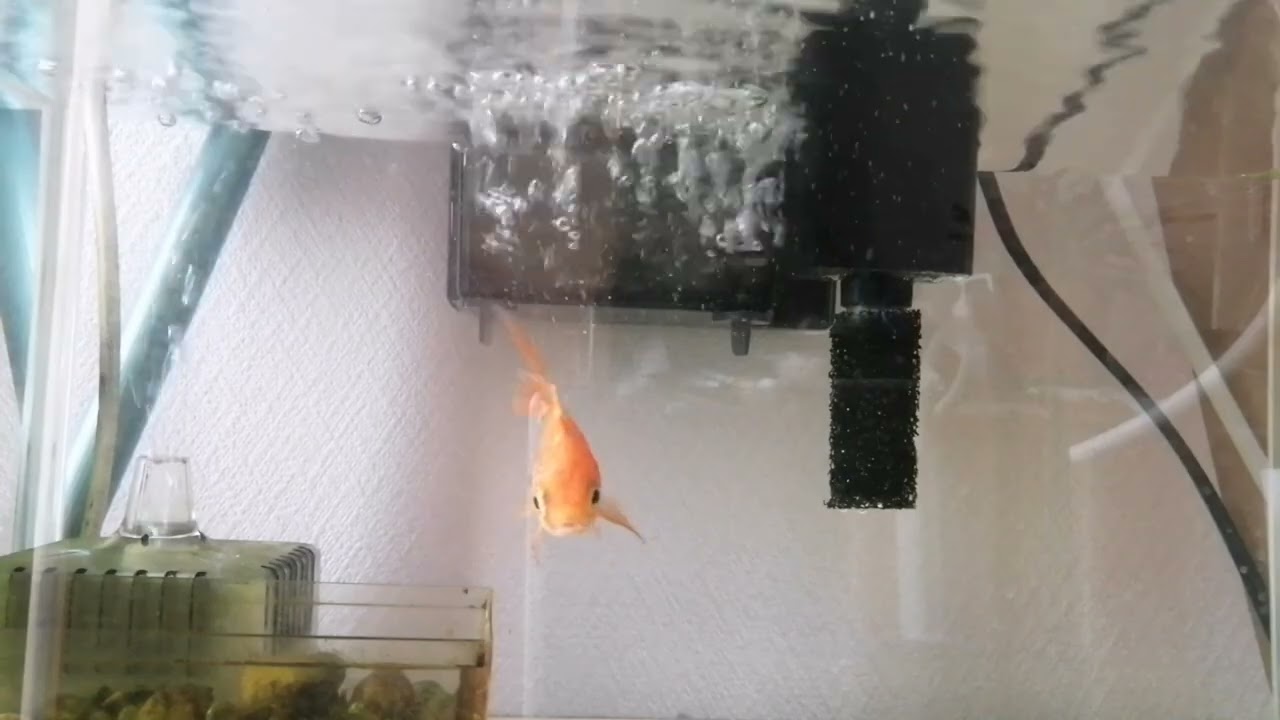 べ〜ちゃんの金魚飼育日記　958日