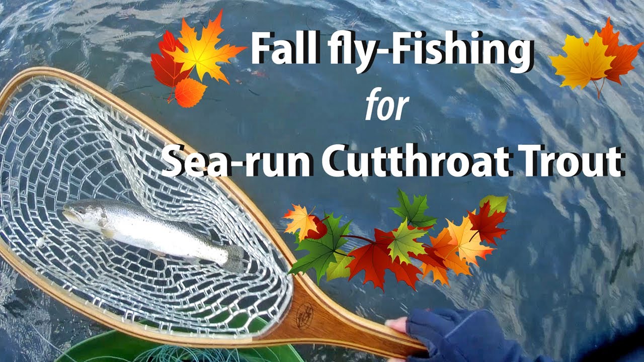 Fall fly fishing for Sea run Cutthroat trout