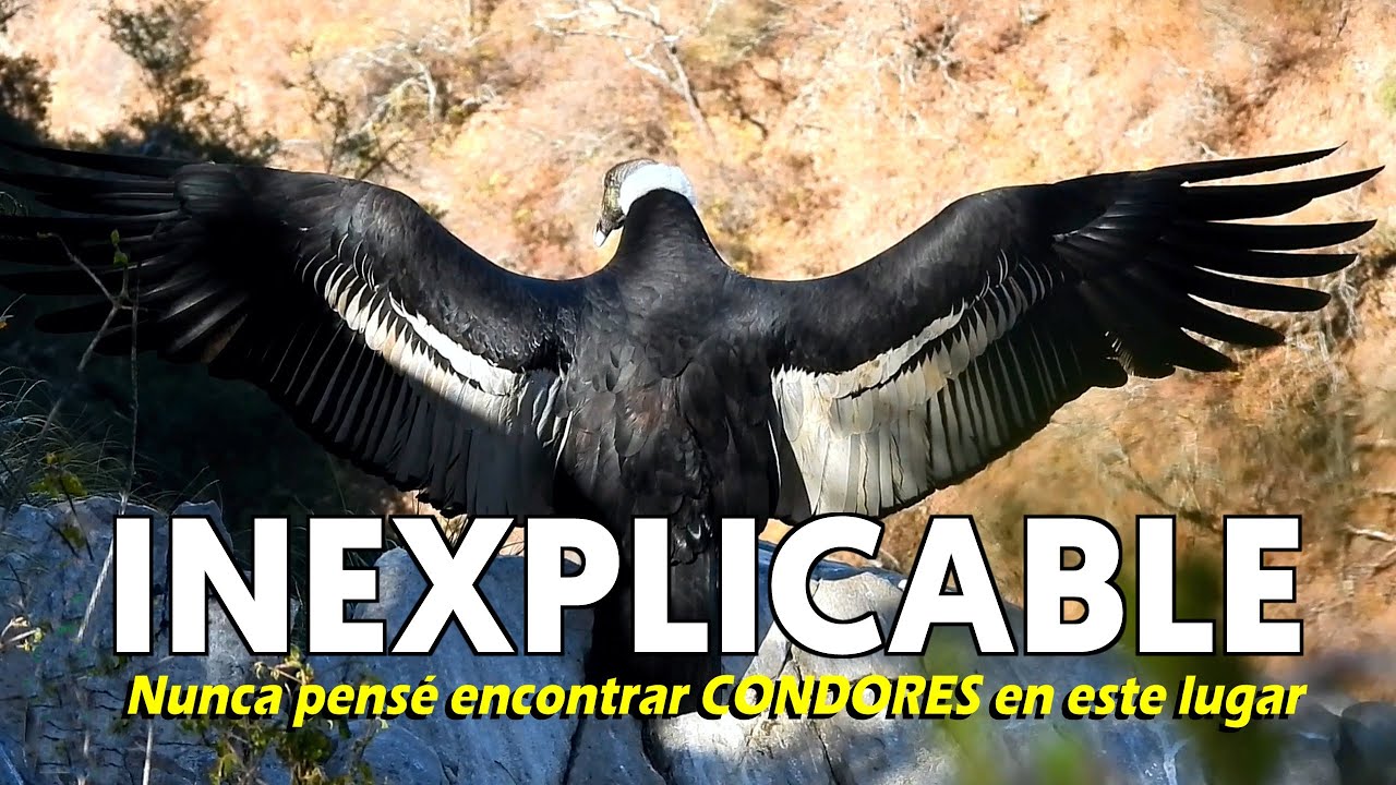 CONOCI CONDORES VALLUNOS | El Palmar Inexplicable Aventura