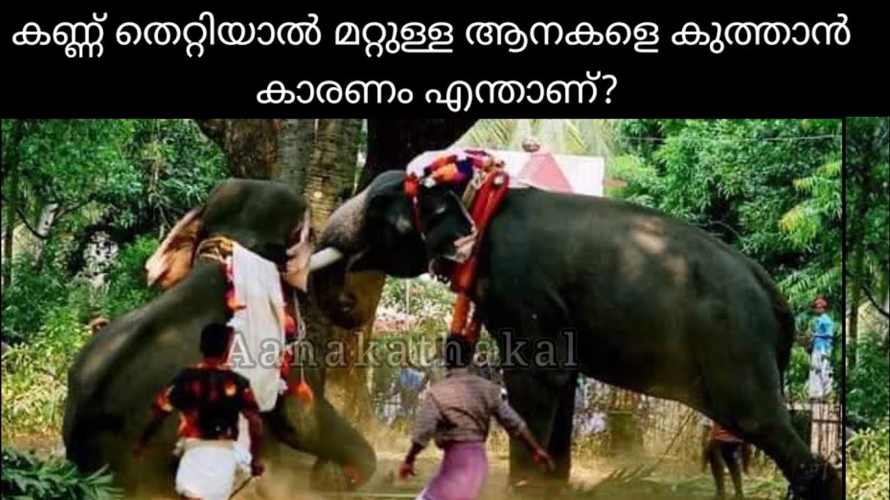 കണ്ണ് തെറ്റിയാൽ തൊട്ടടുത്തു നിൽക്കുന്ന ആനകൾ പരസ്പരം കുത്തികൊല്ലാൻ കാരണം എന്താണ് | Elephant attack